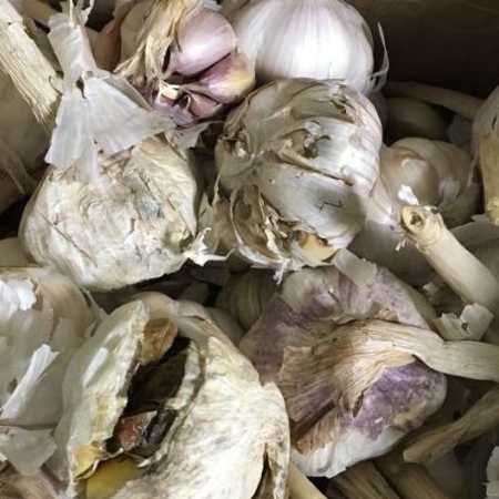 Garlic 1