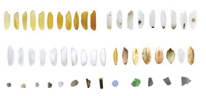 examples-of-rice-varieties-sorted