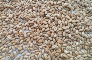 Wheat 2.jpg